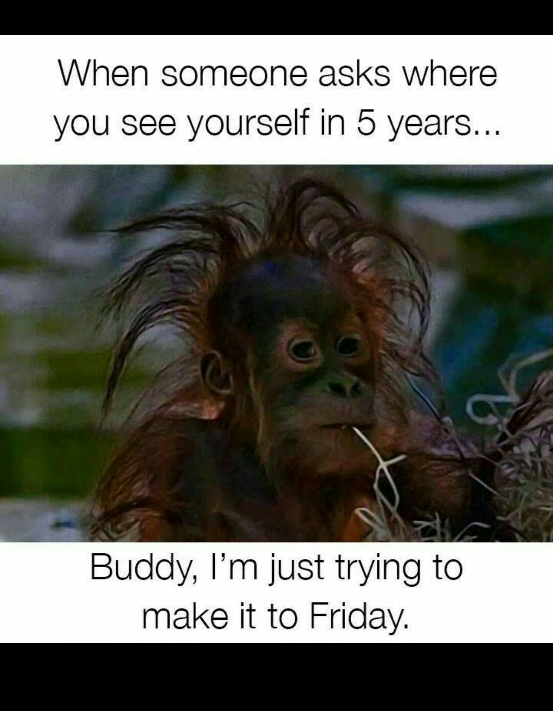 When someone asks where you see yourself in 5 years 3 Buddy Im just trying to make it to Friday
