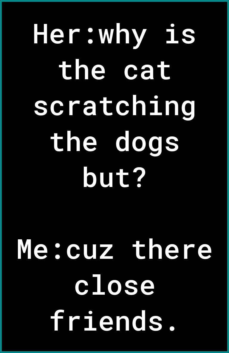 Her why is the cat scratching the dogs but Mecuz there ol oY1 friends