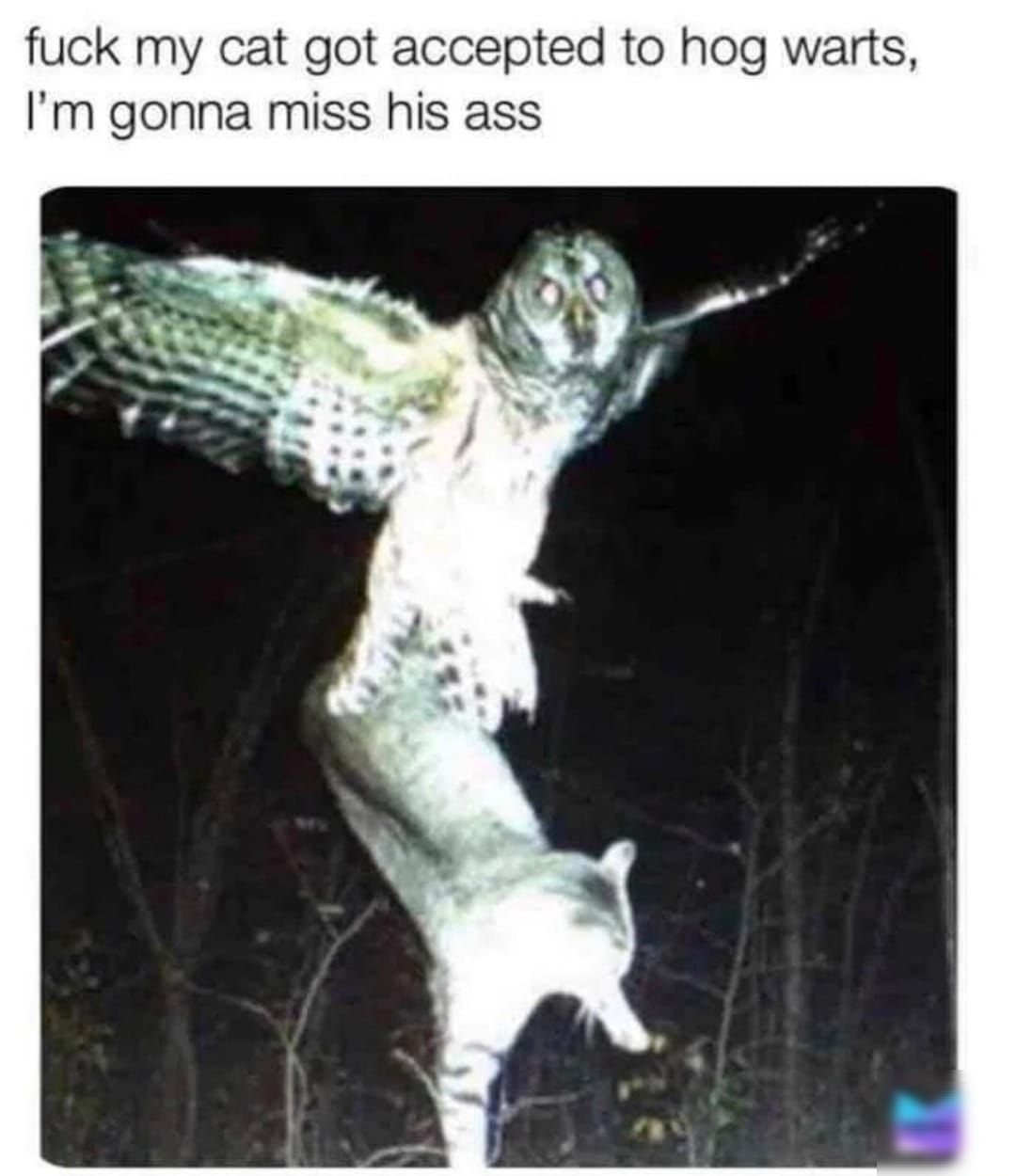 fuck my cat got accepted to hog warts Im gonna miss his ass