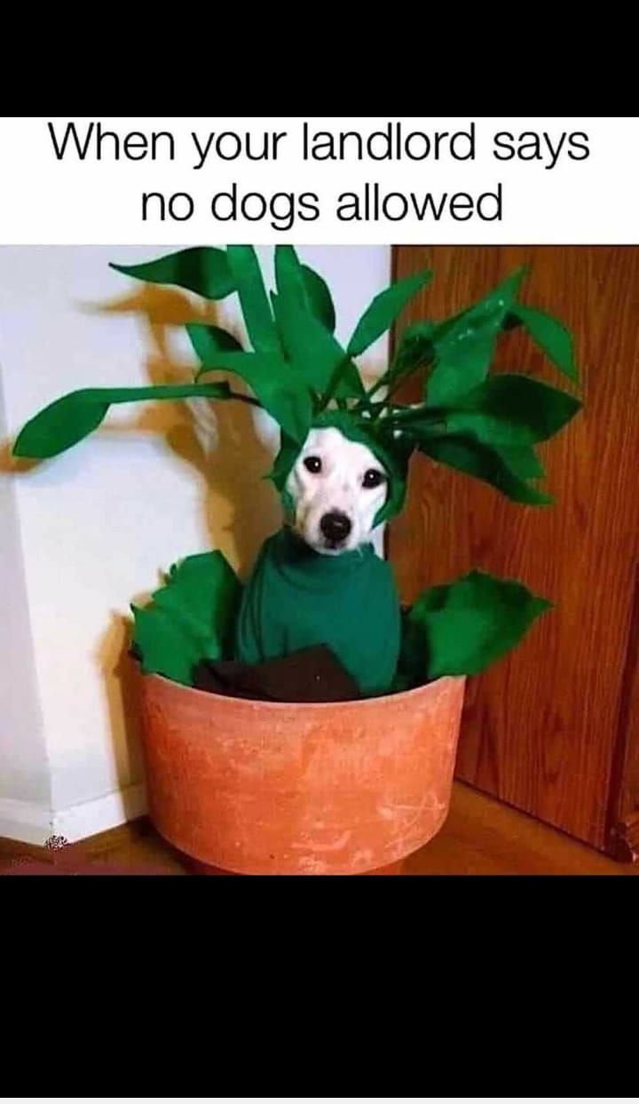 When your landlord says no dogs allowed