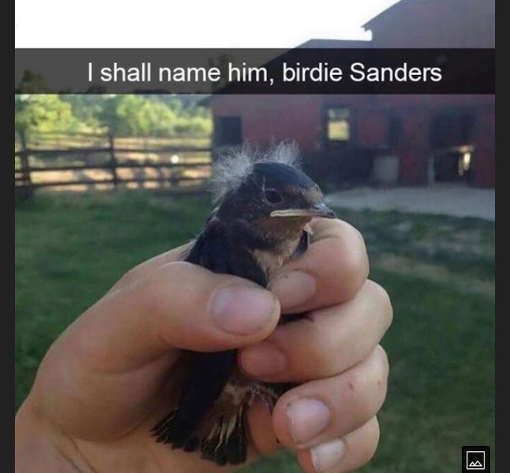 shall name him birdie Sanders