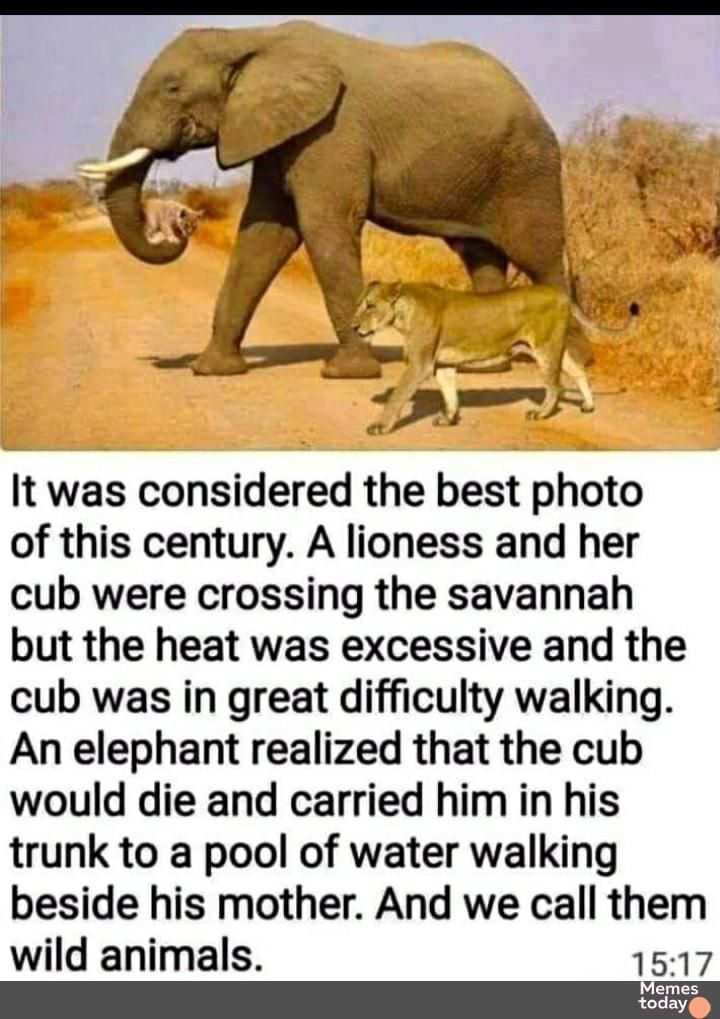 It was considered the best photo of this century A lioness and her cub were crossing the savannah but the heat was excessive and the cub was in great difficulty walking An elephant realized that the cub would die and carried him in his trunk to a pool of water walking beside his mother And we call them wild animals 1517 mes today