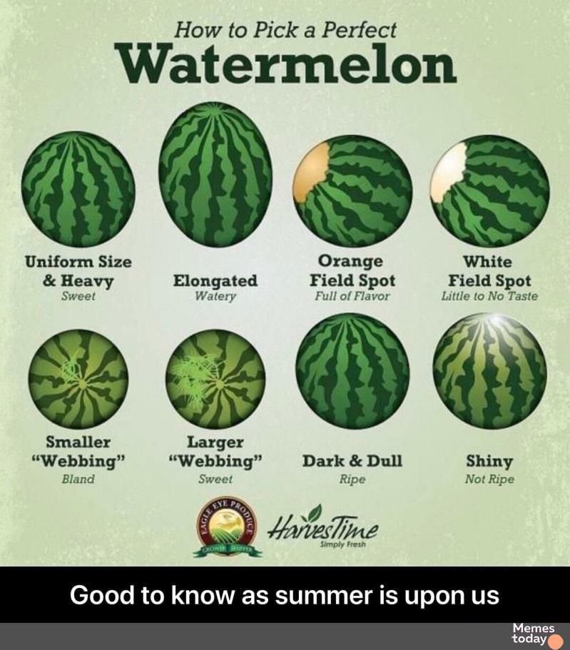 How to Pick a Perfect Watermelon Uniform Size Orange White Heavy Elongated Field Spot Field Spot Sweet Watery Full of Flavor Little to No Taste Smaller Larger Webbing Webbing Dark Dull Shiny Bland Sweet Ripe Not Ripe Good to know as summer is upon us Mermes today