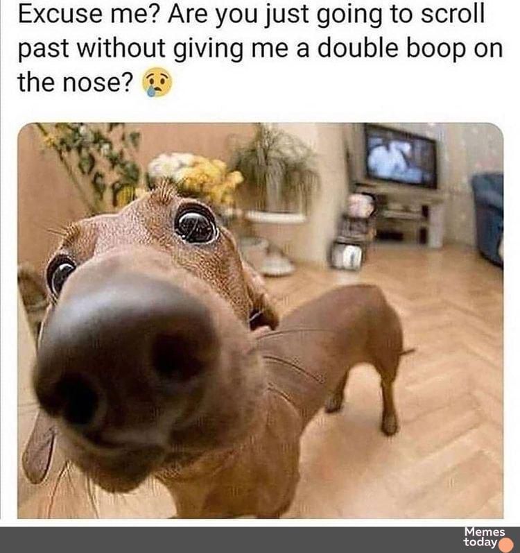 Excuse me Are you just going to scroll past without giving me a double boop on the nose