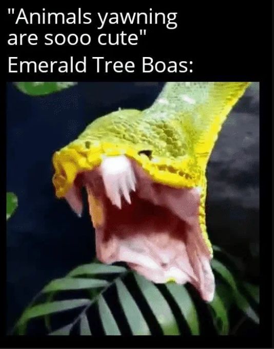 Animals yawning are sooo cute Emerald Tree Boas