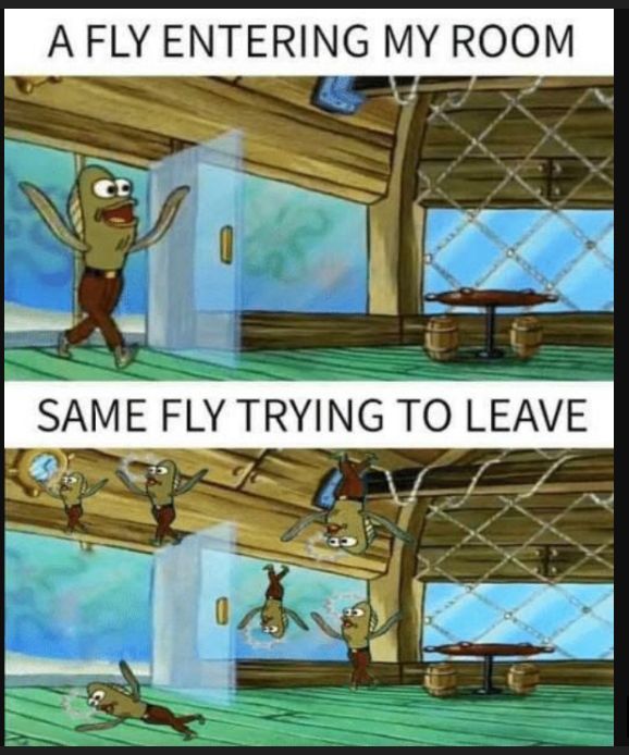 AFLY ENTERING MY ROOM SAME FLY TRYING TO LEAVE 3 _ T SR S M