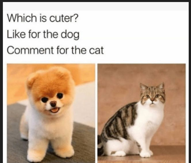 Which is cuter Like for the dog Comment for the cat 14_ E 4