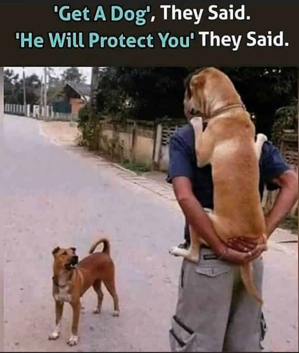 Get A Dog They Said He Will Protect You They Said