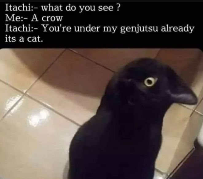 Itachi what do you see Me A crow Itachi Youre under my genjutsu already its a cat