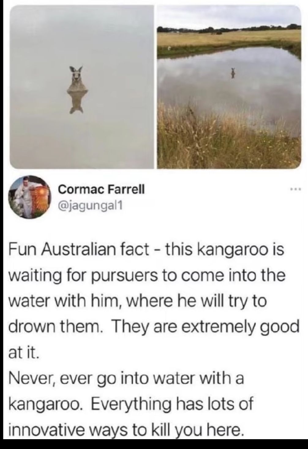 Cormac Farrell jagungall Fun Australian fact this kangaroo is waiting for pursuers to come into the water with him where he will try to drown them They are extremely good at it Never ever go into water with a kangaroo Everything has lots of innovative ways to kill you here