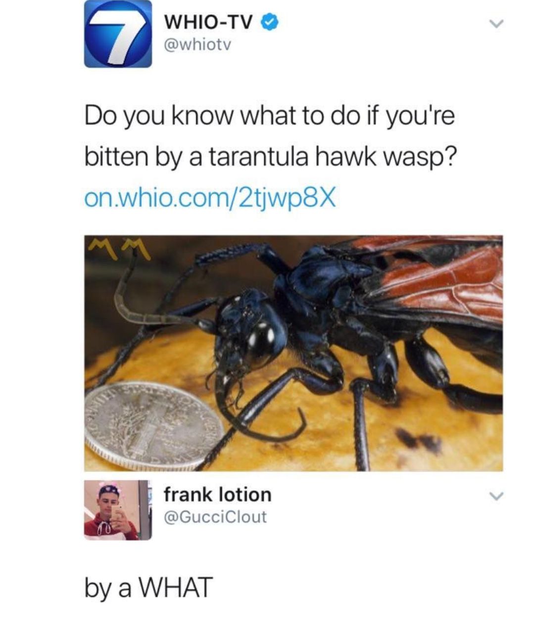 WHIO TV whiotv Do you know what to do if youre bitten by a tarantula hawk wasp onwhiocom2tjwp8X frank lotion e GucciClout by a WHAT