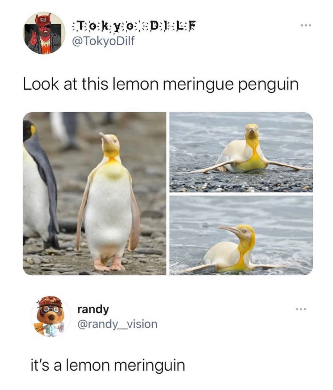 istikybinD EiLiE TokyoDilf Look at this lemon meringue penguin randy Fg randy_vision its a lemon meringuin