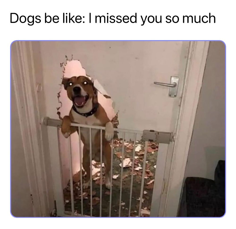 Dogs be like missed you so much