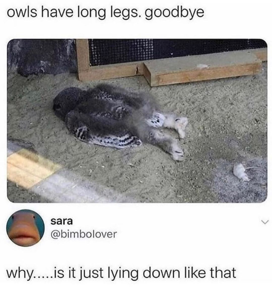 owls have long legs goodbye sara bimbolover whyis it just lying down like that