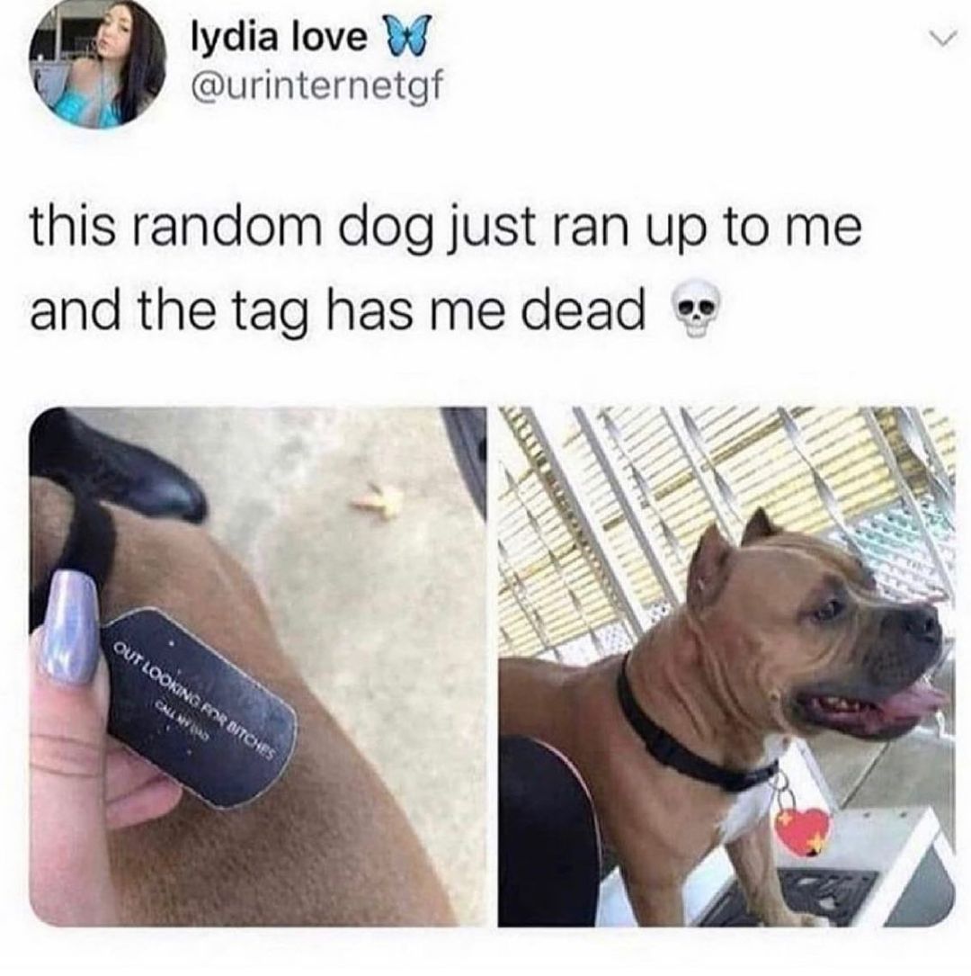 lydia love urinternetgf this random dog just ran up to me and the tag has me dead e