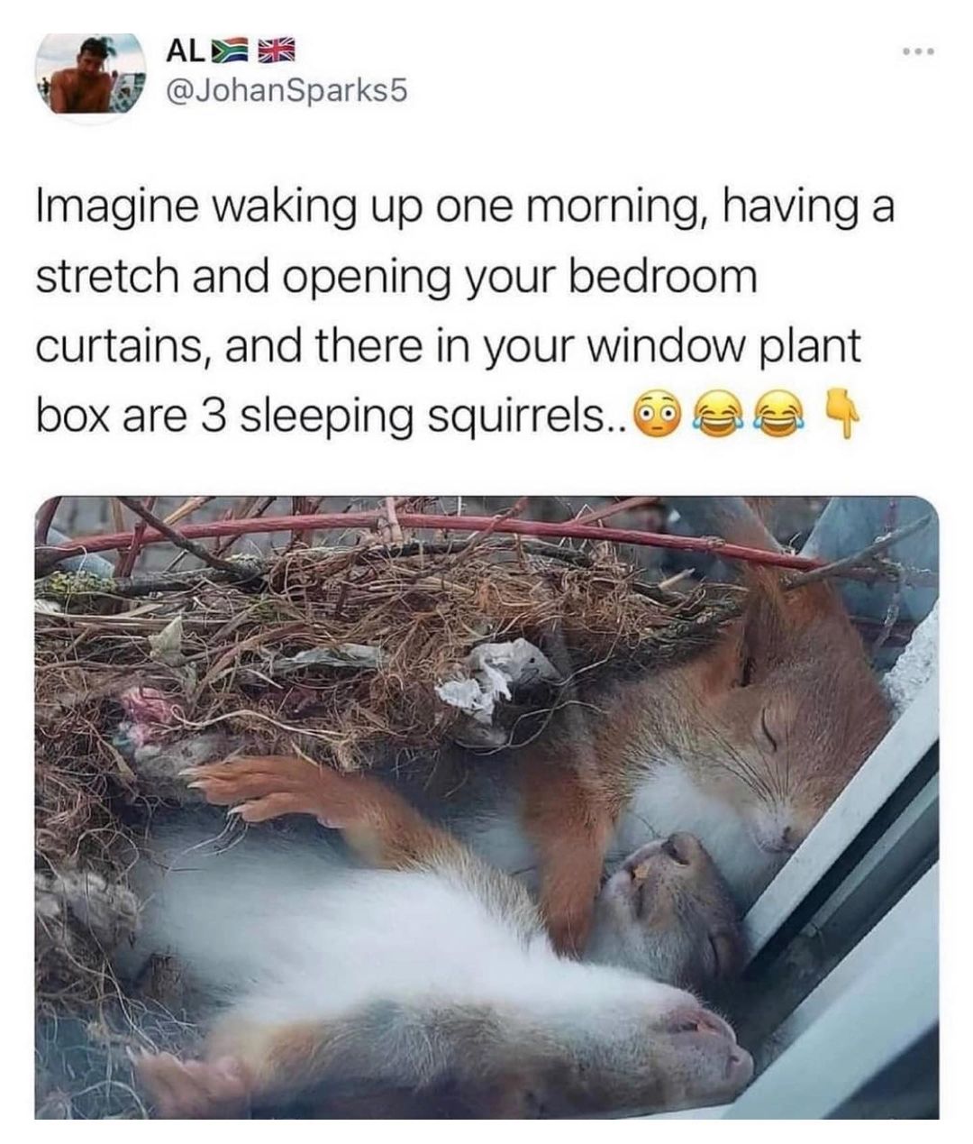 ALB 58 JohanSparks5 Imagine waking up one morning having a stretch and opening your bedroom curtains and there in your window plant box are 3 sleeping squirrels