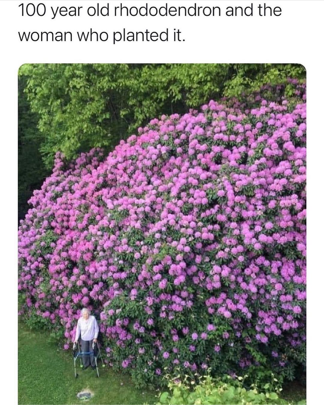 100 year old rhododendron and the woman who planted it