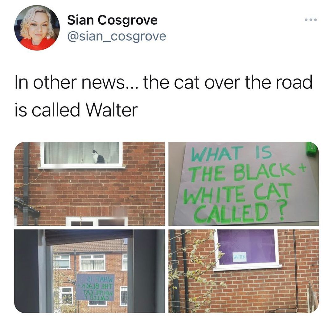 Sian Cosgrove sian_cosgrove In other news the cat over the road is called Walter