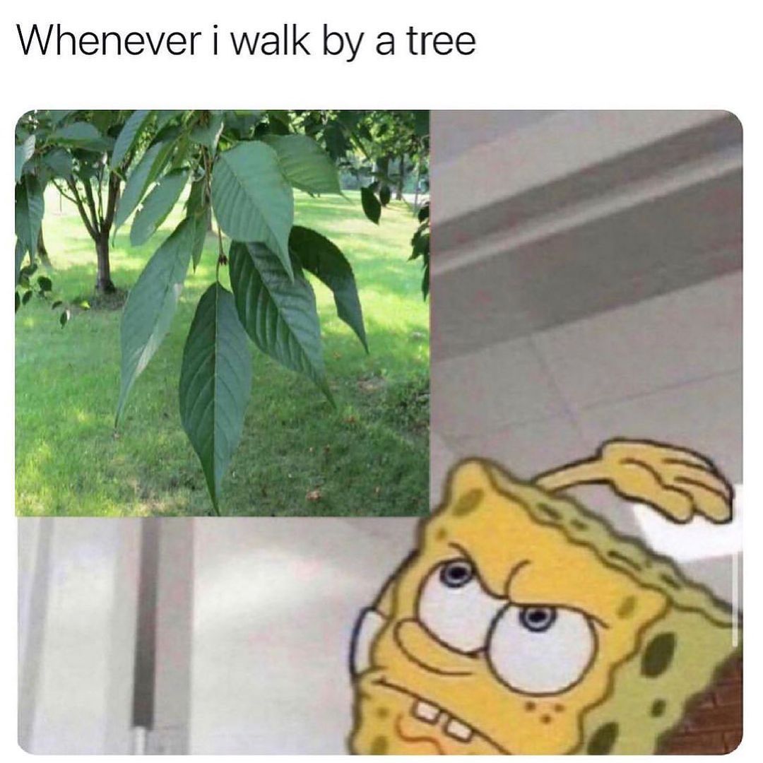 Whenever i walk by a tree Xy e A N e NS _I L e y 12 A TNE B