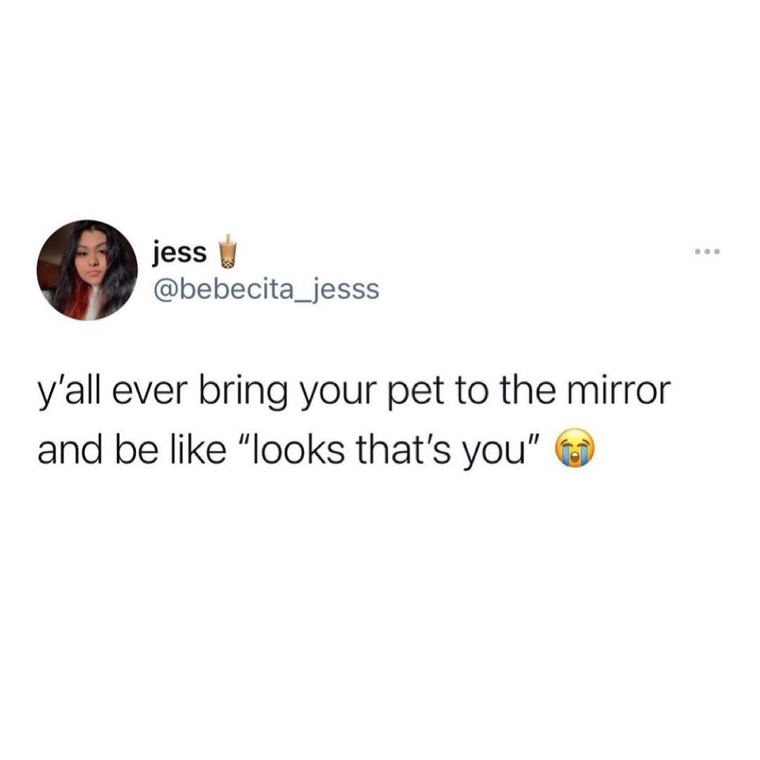 jess bebecita_jesss yall ever bring your pet to the mirror and be like looks thats you
