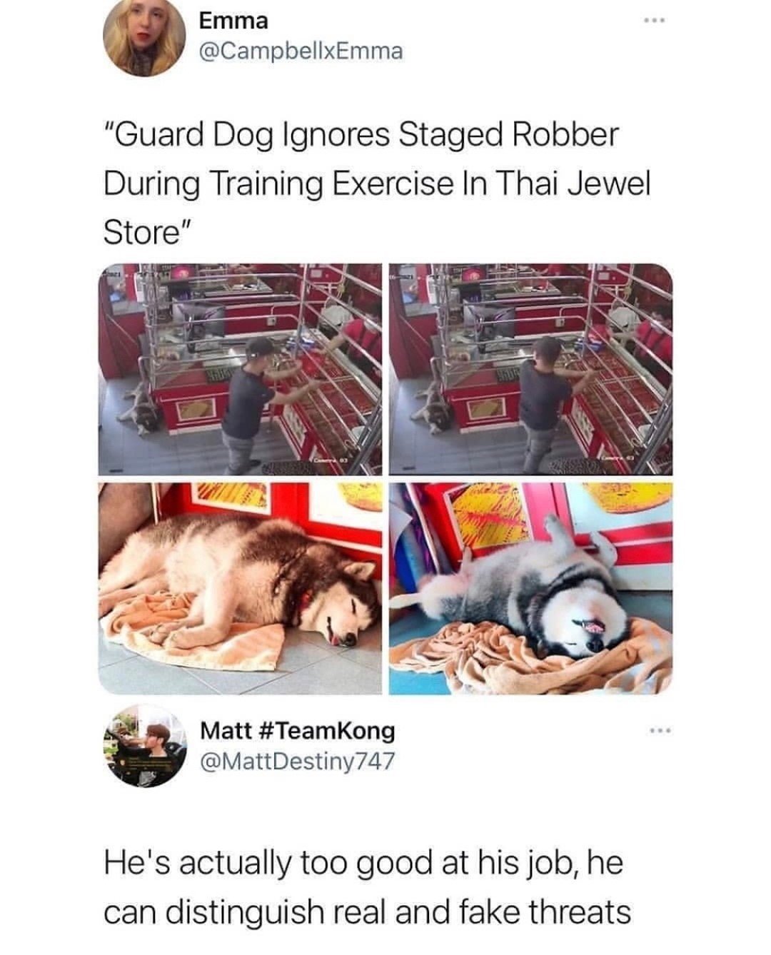 Emma CampbellxEmma Guard Dog Ignores Staged Robber During Training Exercise In Thai Jewel Store e Matt TeamKong MattDestiny747 Hes actually too good at his job he can distinguish real and fake threats