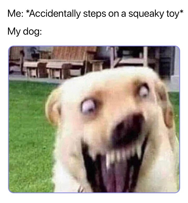 Me Accidentally steps on a squeaky toy My dog