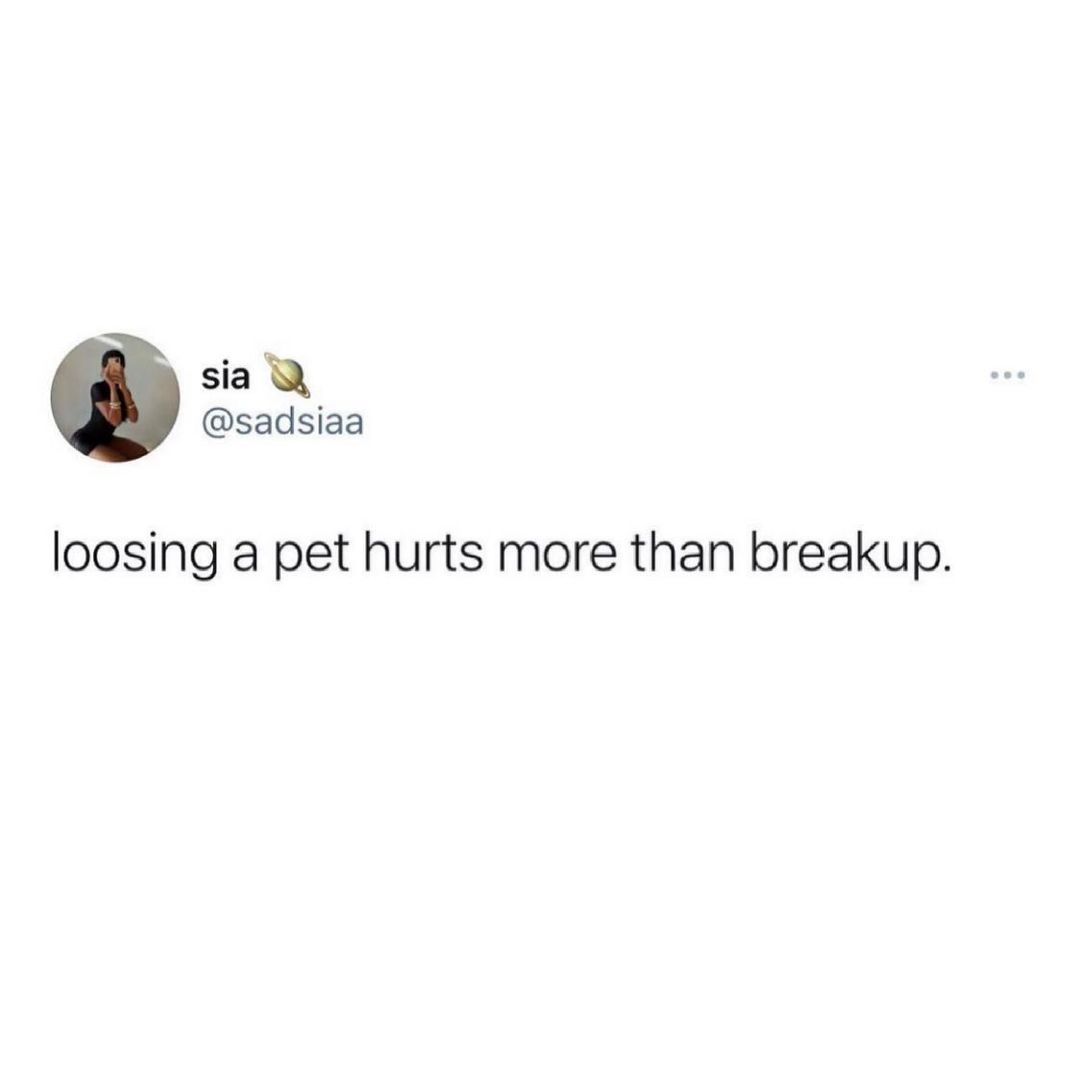 sia sadsiaa loosing a pet hurts more than breakup