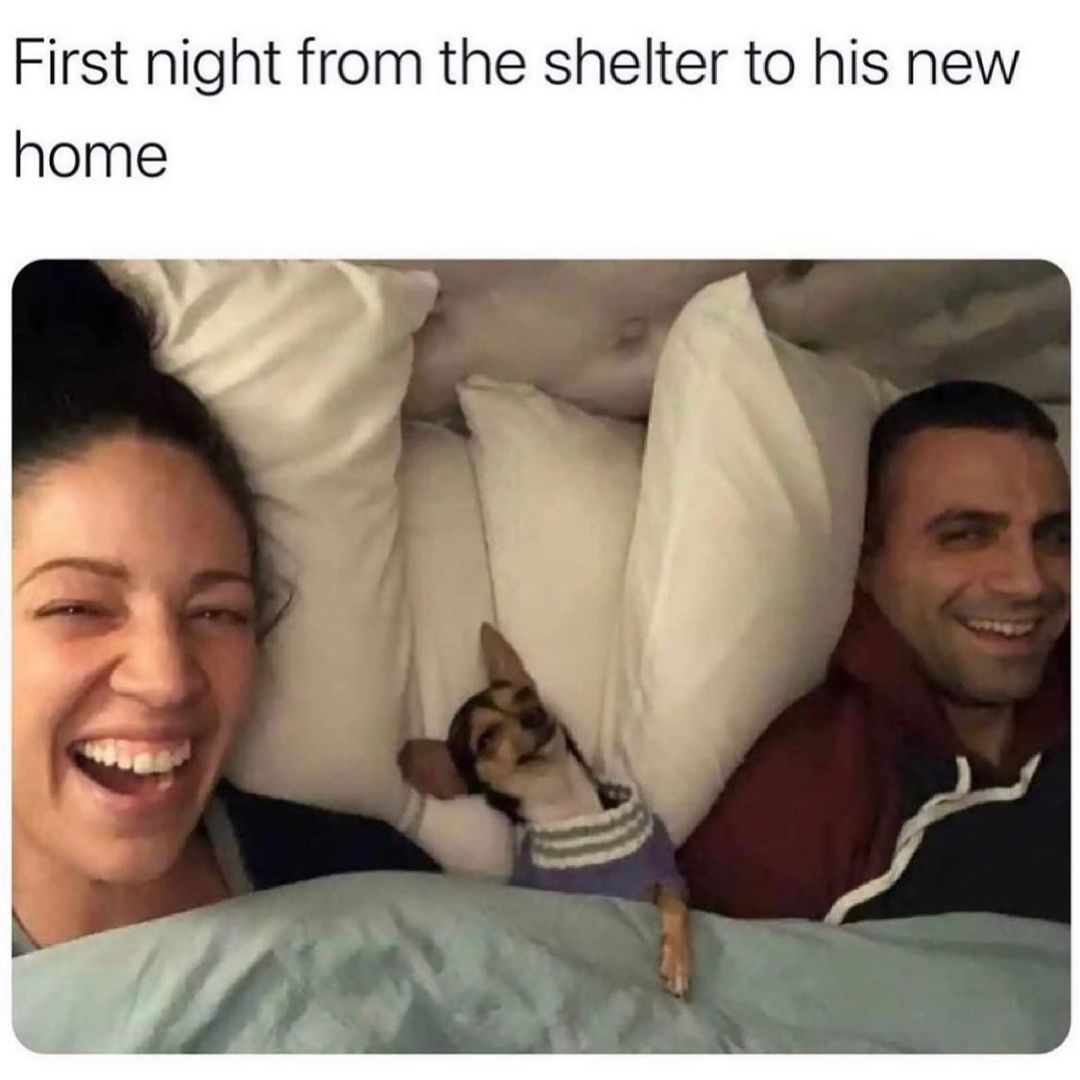 First night from the shelter to his new home