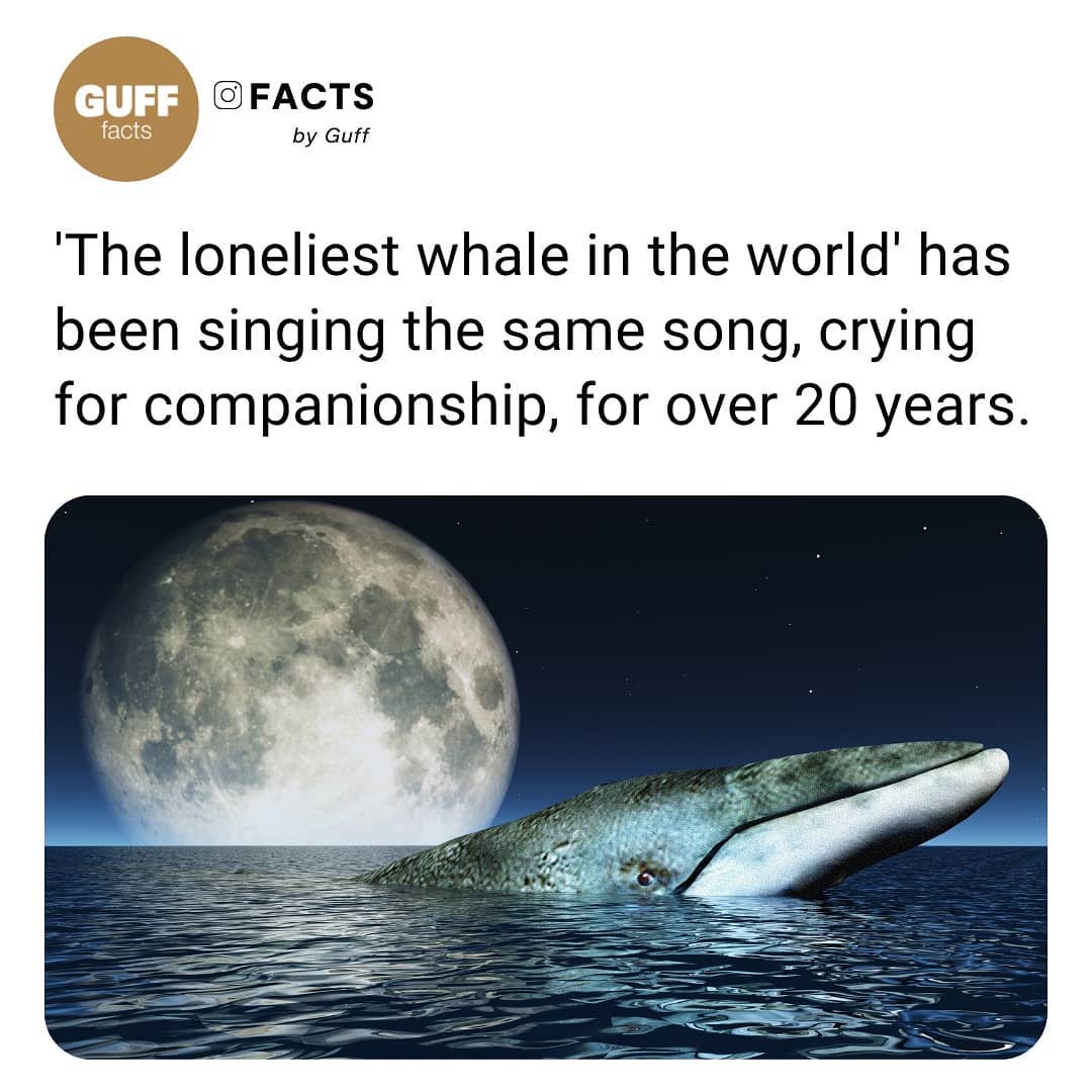 FACTS by Guff The loneliest whale in the world has been singing the same song crying for companionship for over 20 years