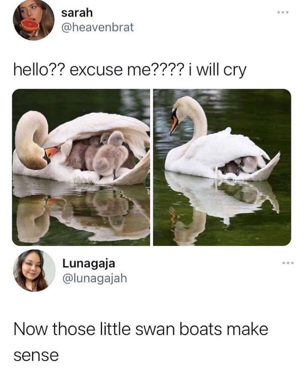 sarah heavenbrat hello excuse me7 i will cry g Lunagaja lunagajah Now those little swan boats make sense