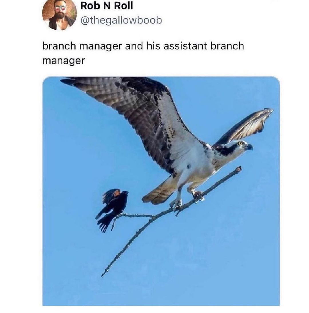 Rob N Roll thegallowboob branch manager and his assistant branch manager