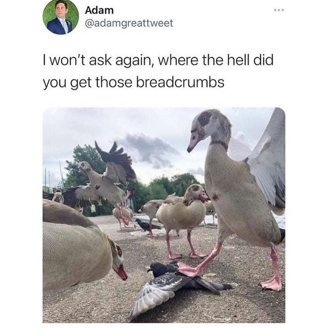 T Adam R adamgreattweet wont ask again where the hell did you get those breadcrumbs