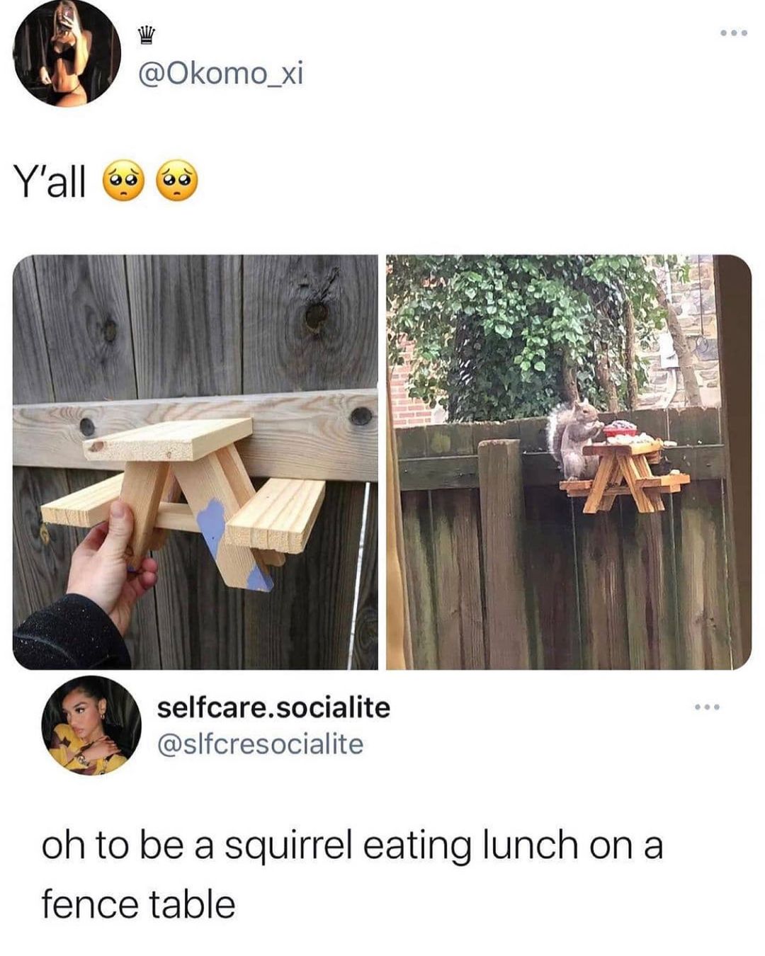 W Okomo_xi selfcaresocialite _ slfcresocialite oh to be a squirrel eating lunch on a fence table