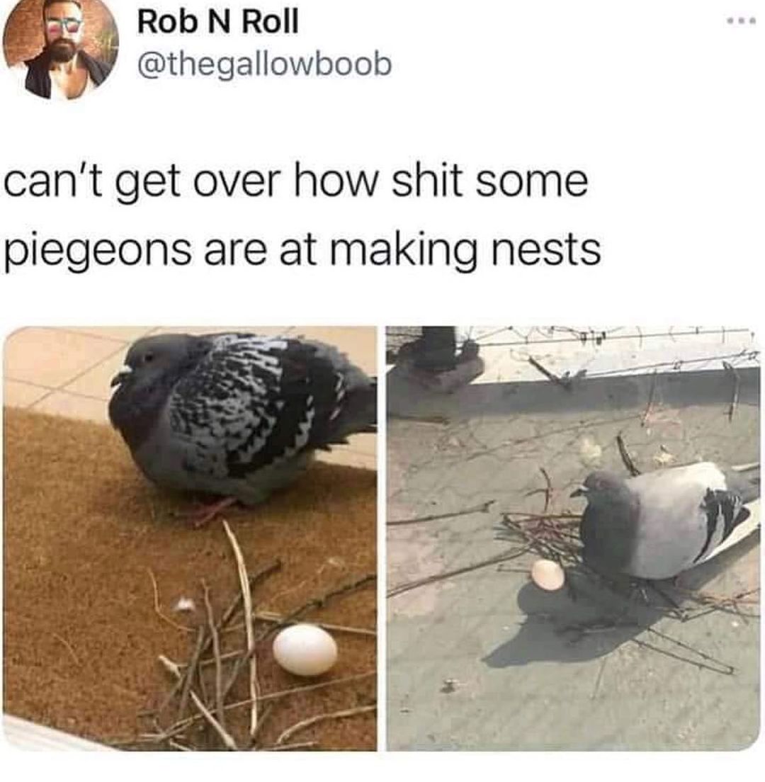 RobNRoll N thegallowboob cant get over how shit some piegeons are at making nests