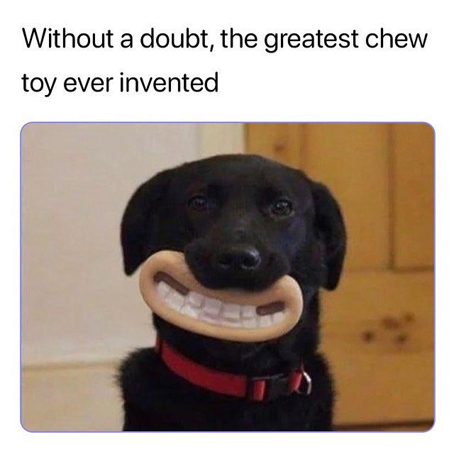 Without a doubt the greatest chew toy ever invented