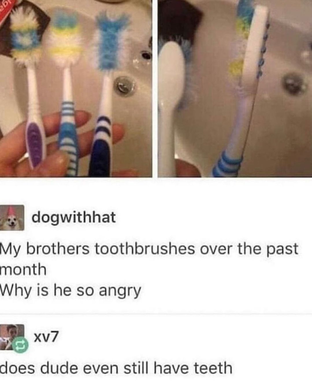 dogwithhat My brothers toothbrushes over the past month Why is he so angry a xv7 does dude even still have teeth