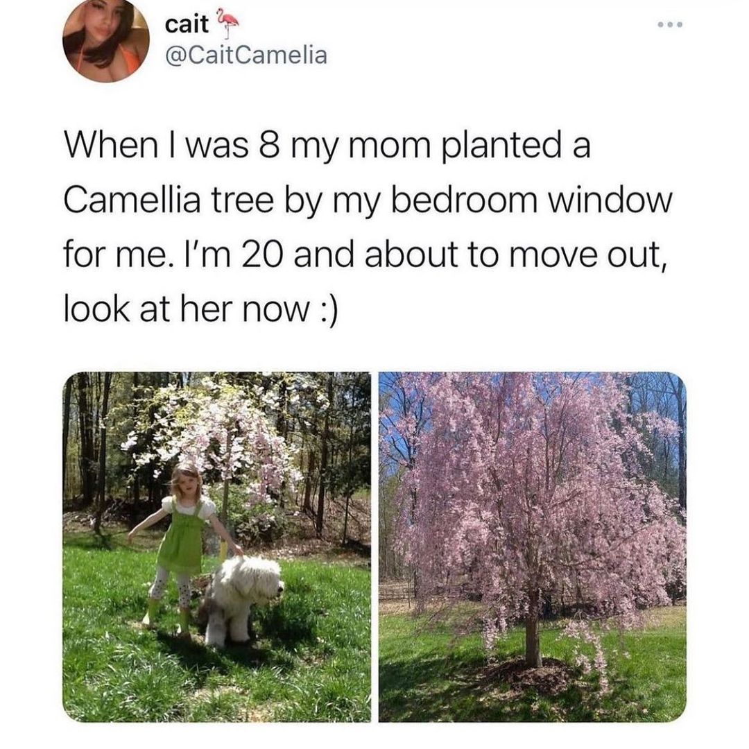 cait CaitCamelia When was 8 my mom planted a Camellia tree by my bedroom window for me Im 20 and about to move out look at her now