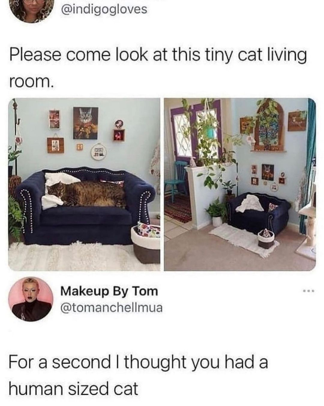 v indigogloves Please come look at this tiny cat living room 5 Makeup By Tom tomanchellmua For a second thought you had a human sized cat