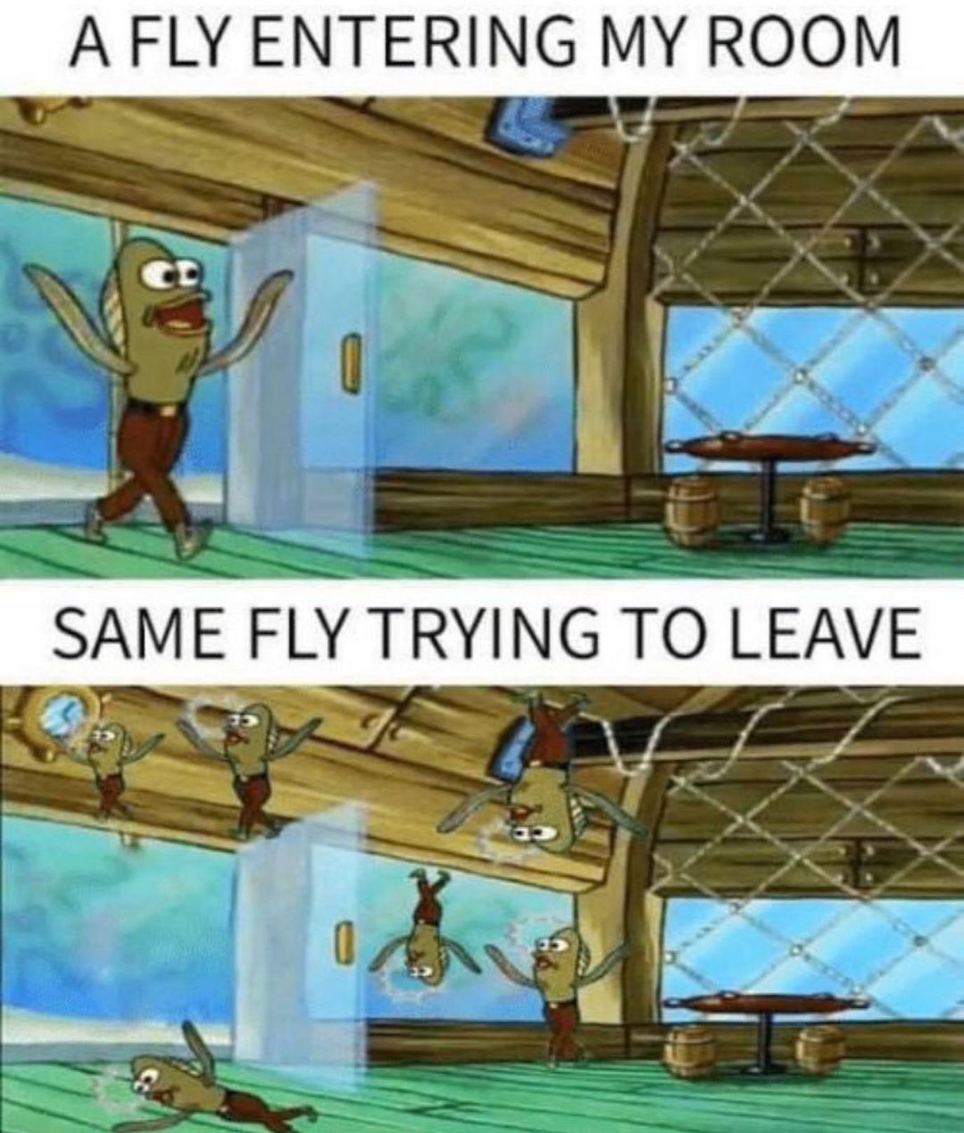 A FLY ENTERING MY ROOM