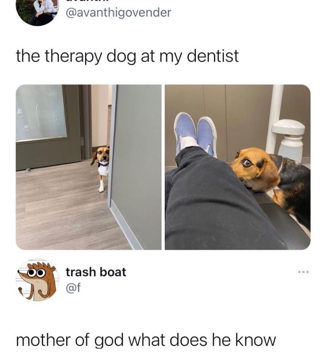 0 n avanthigovender the therapy dog at my dentist 5 trash boat of mother of god what does he know