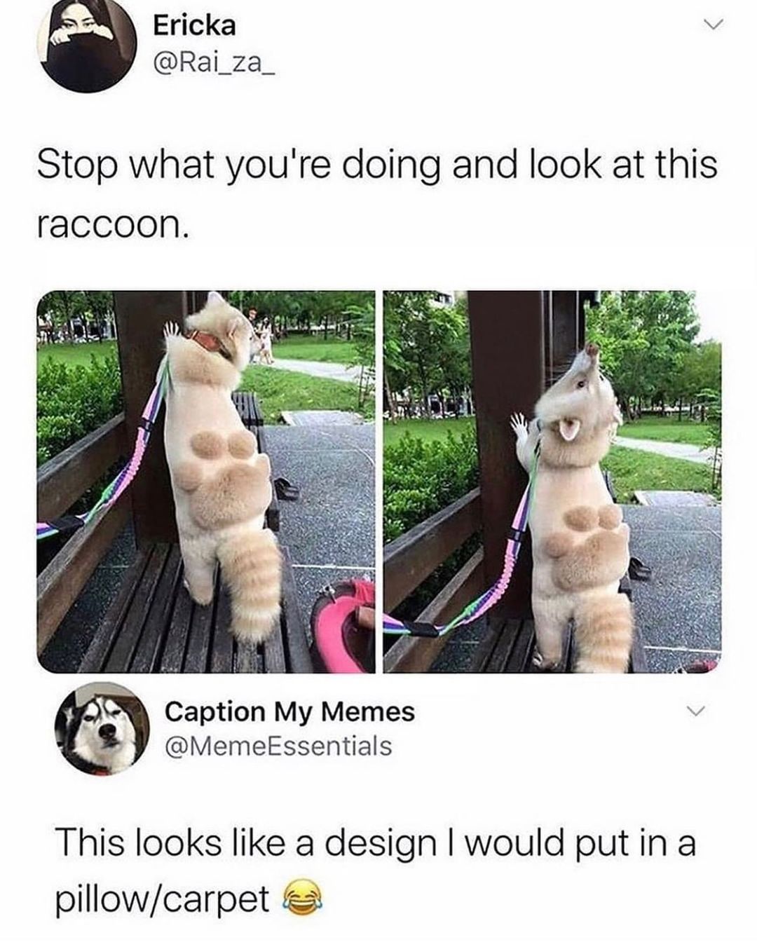 Ericka v Rai_za_ Stop what youre doing and look at this raccoon N Caption My Memes B 3 MemeEssentials This looks like a design would put in a pillowcarpet