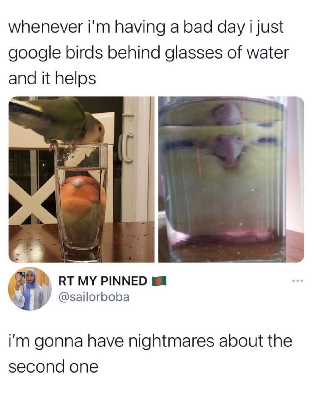 whenever im having a bad day i just google birds behind glasses of water and it helps A RT MY PINNED s V sailorboba Im gonna have nightmares about the second one