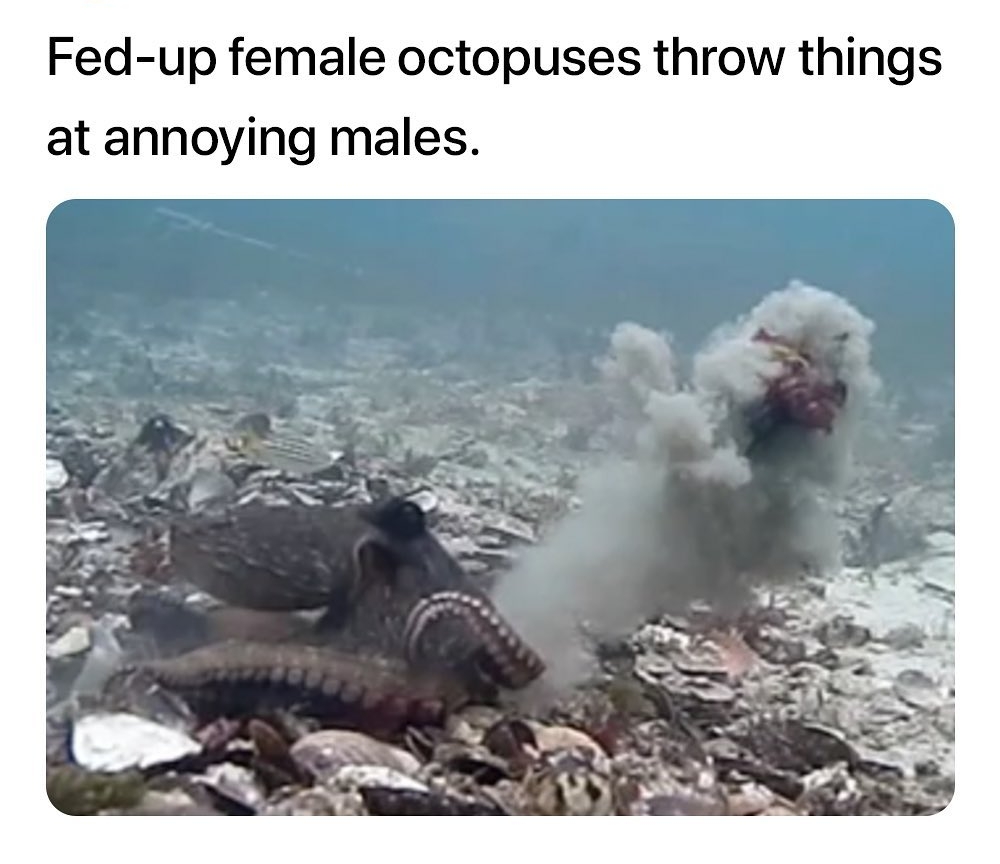 Fed up female octopuses throw things at annoying males