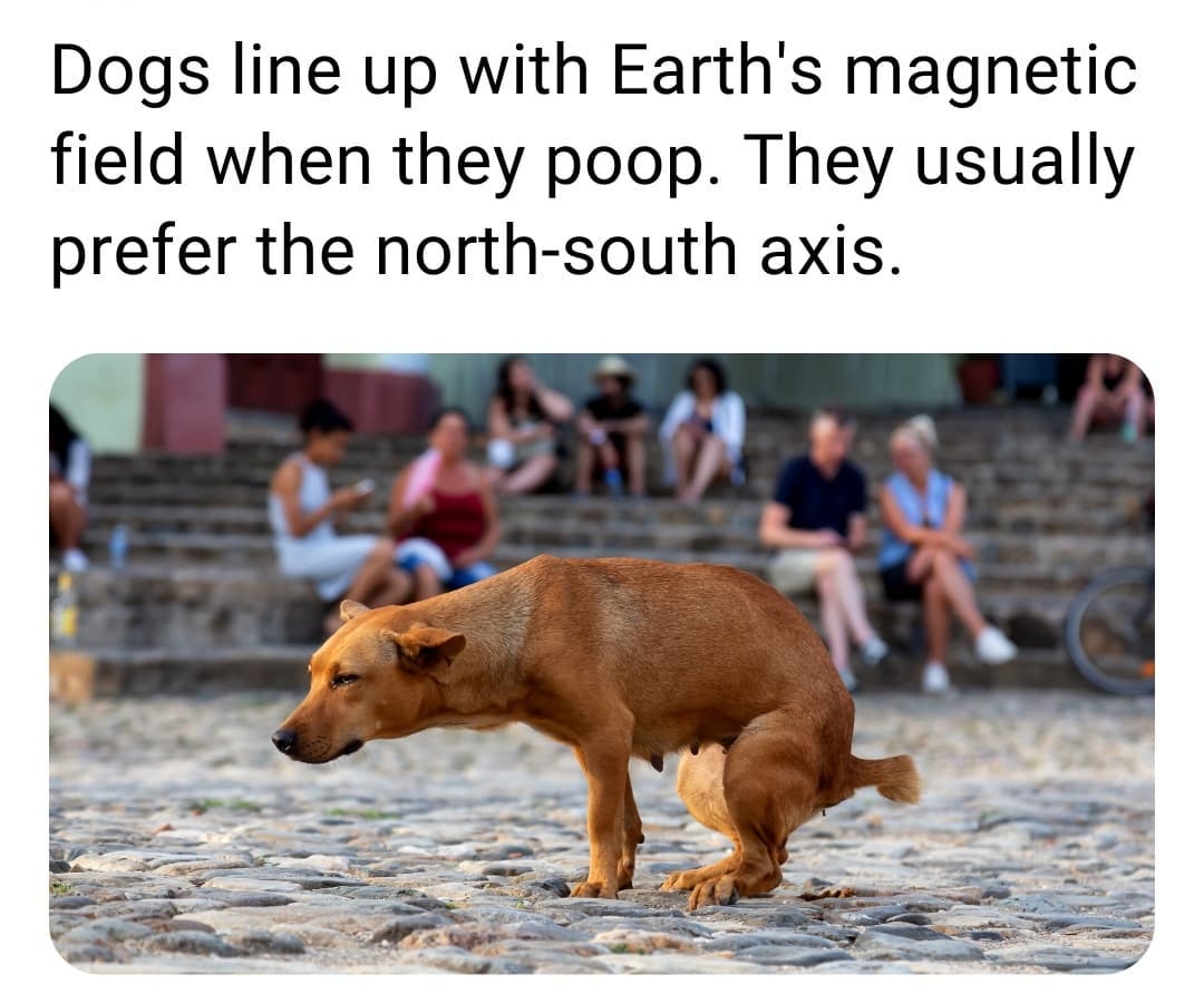 Dogs line up with Earths magnetic field when they poop They usually prefer the north south axis