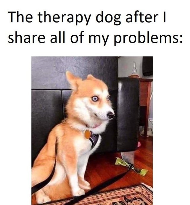 The therapy dog after share all of my problems