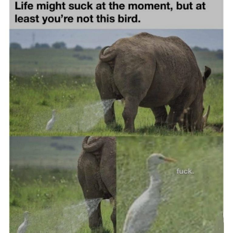 Life might suck at the moment but at least youre not this bird
