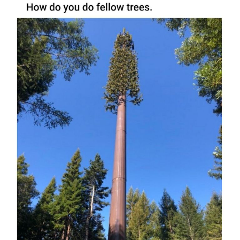 How do you do fellow trees