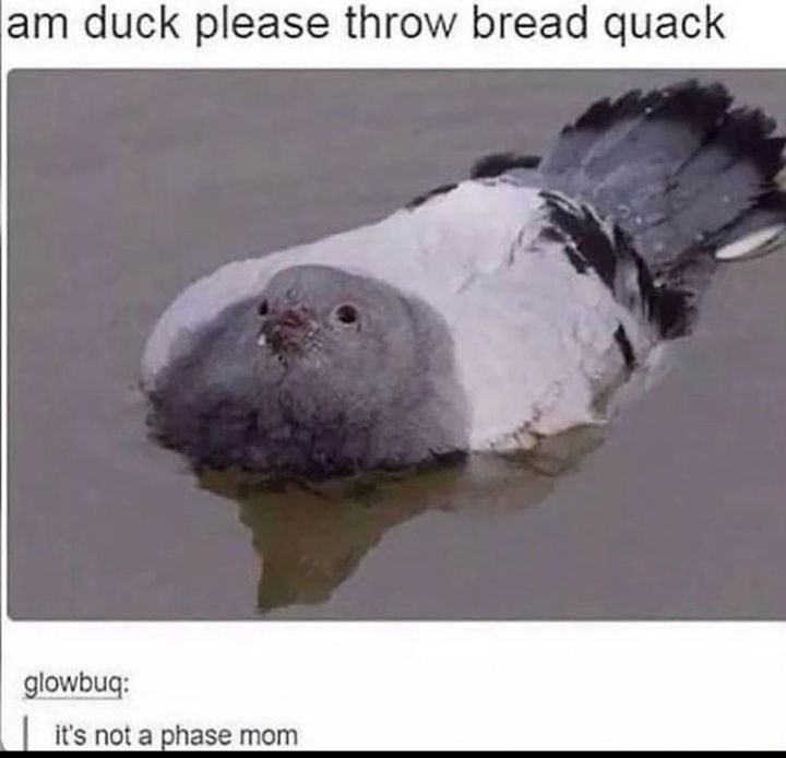 am duck please throw bread quack glowbugq phase mom