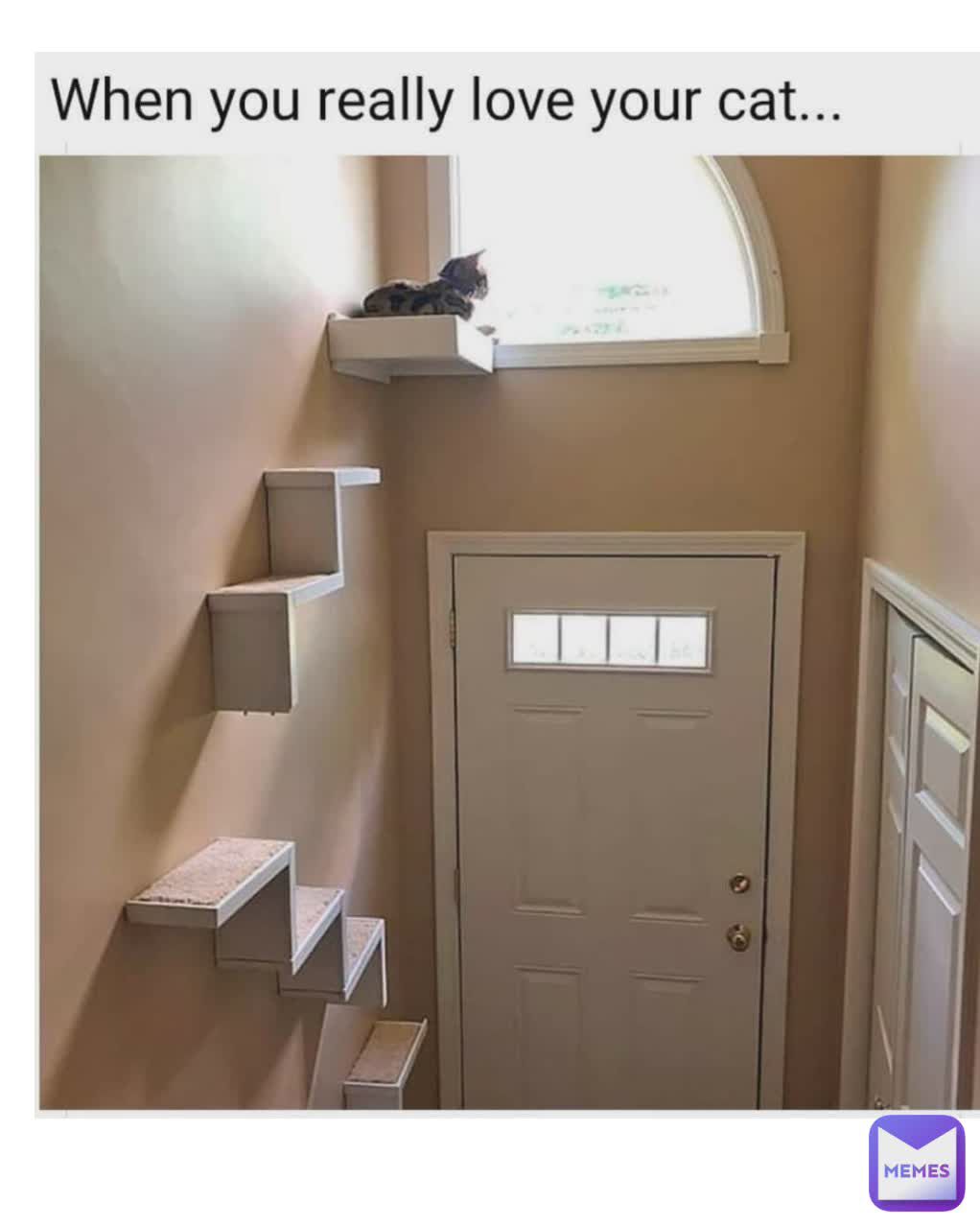 When you really love your cat