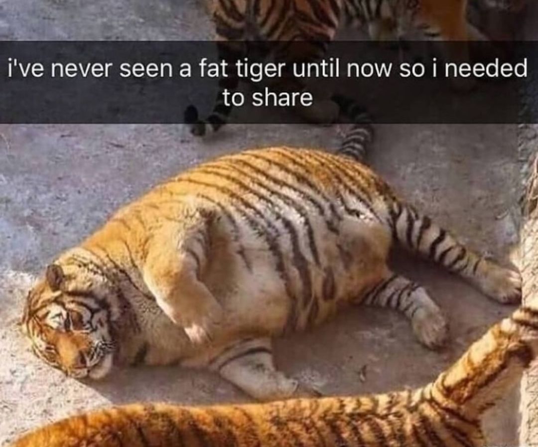 ive never seen a fat tiger until now so i needed to share